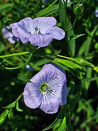 State Flower of Belarus