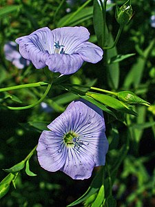 Linum usitatissimum Flowers