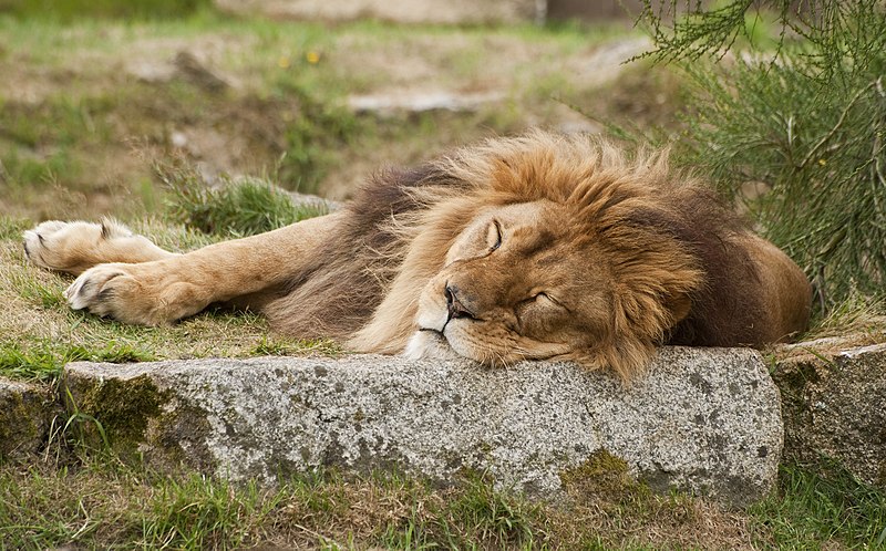 File:Lion Male.jpg