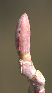 Thumbnail for File:Liriodendron chinense bud.jpg