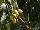 Litchi chinensis (2463773852).jpg