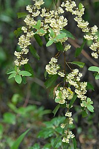 May Chang flowers