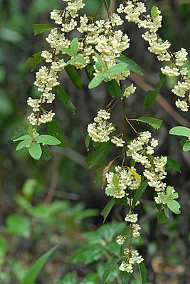 Litsea cubeba, una rama de una planta con flores