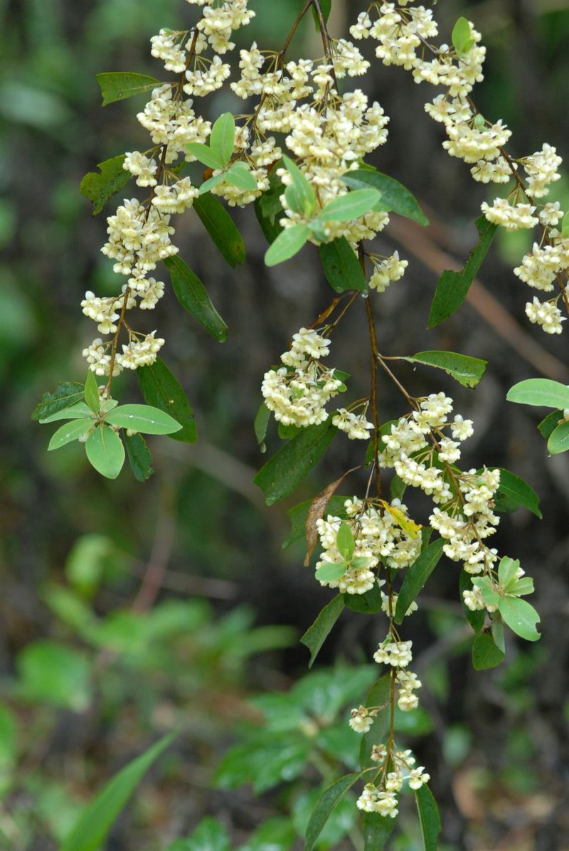 Litsea cubeba (May Chang) – BIO olio essenziale