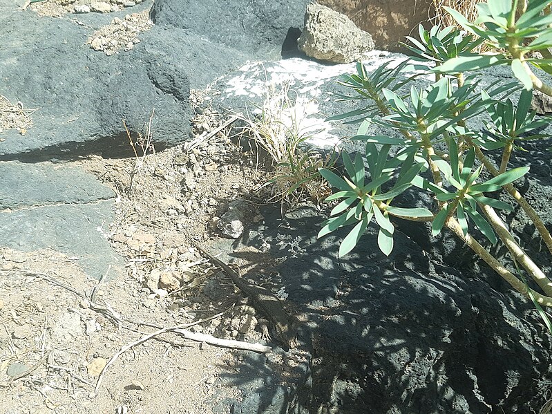 File:Lizard near northern access trail to Playa del Callejoncito, Santo Domingo, La Palma.jpg