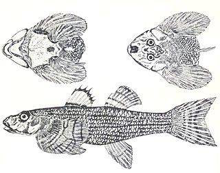 <i>Rhyacichthys</i> Genus of fishes