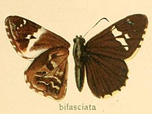 Lobocla bifasciata.jpg