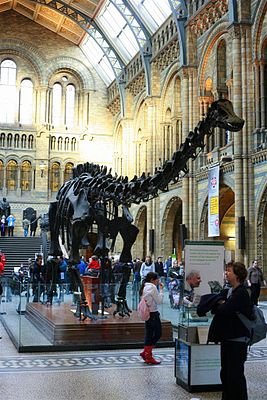 Skeletal reconstruction of Diplodocus in the Natural History Museum