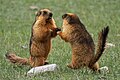 Marmotte à longue queue.