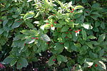 tree with fruits