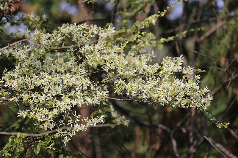 File:Loropetalum chinense - Shangrao, Jiangxi 2014.03.23 14-12-22.jpg