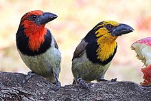 The rare yellow-headed (or xanthocroic) form perched beside a normal individual. Lybius torquatus02.jpg