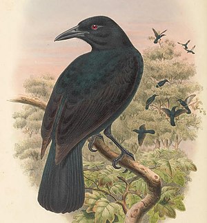 Lycocorax obiensis - The Birds of New Guinea (cropped).jpg