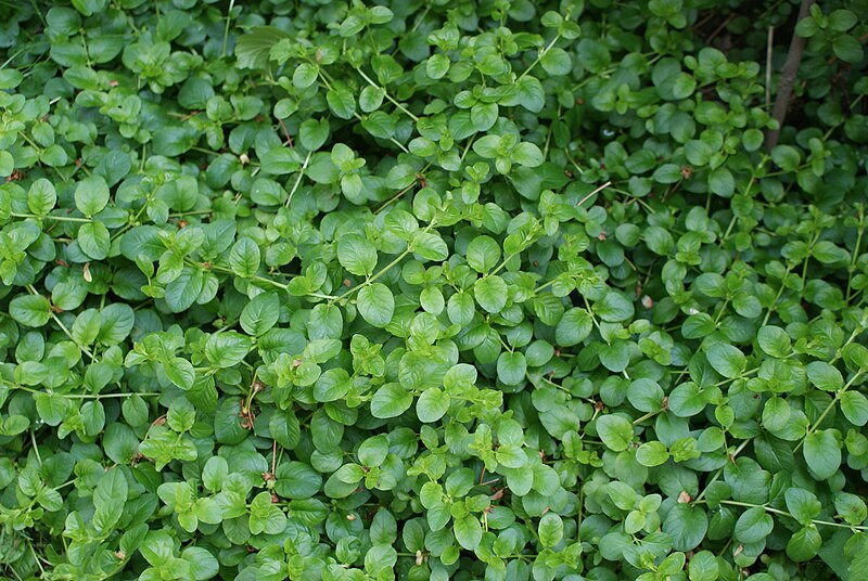 File:Lysimachia nummularia in Minsk 2.jpg