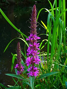 Lythrum salicaria Inflorescence