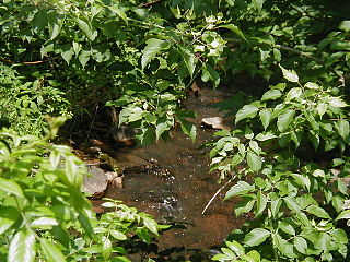 <span class="mw-page-title-main">Middlebush Brook (New Jersey)</span> River in the United States