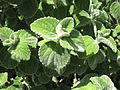 Plectranthus bellus in the Mount Coot-tha Botanical Gardens. Photo taken in October (mid spring) of 2012.
