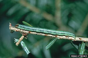 Caterpillar Macaria fissinotata.jpg