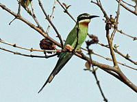 Bee-eater, Madagascar Merops superciliosus