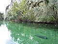 Manatee in blue spring.jpg, located at (22, 7)