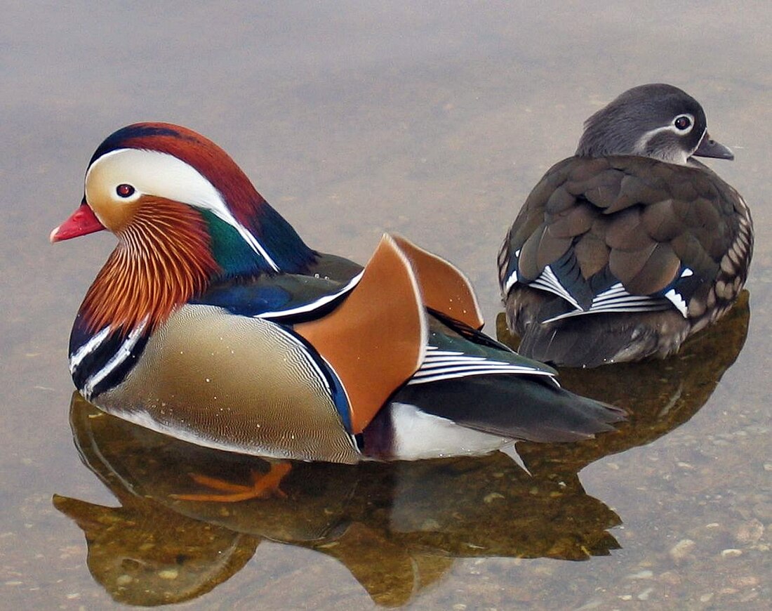 File:Mandarin ducks.jpg