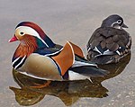 Mandarin ducks.jpg