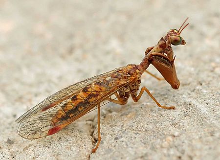 Mantispa styriaca