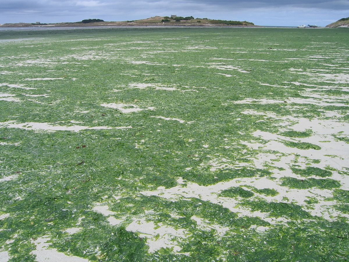 Marée verte : le retour des algues vertes inquiète la Bretagne