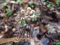 Marasmius capillaris 59405.jpg