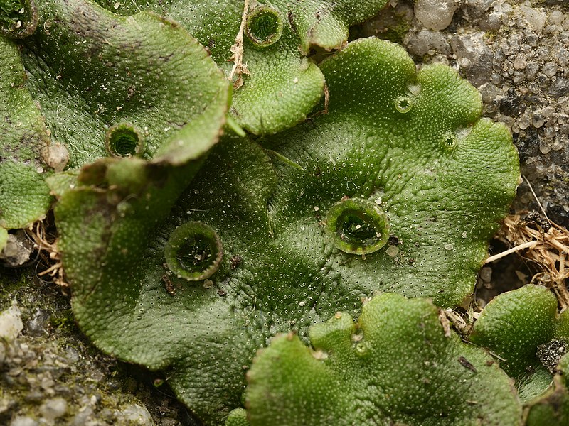 File:Marchantia polymorpha ruderalis 147445734.jpg