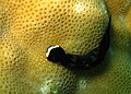 一隻黑泡螺 black headshield slug(無飾燕尾海牛 Chelidonura inornata).