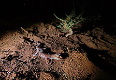 Description de l'image Marico gecko at night (Pachydactylus mariquensis).jpg.