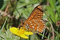 * Nomination Marsh fritillary (Euphydryas aurinia) female, Dorset --Charlesjsharp 21:57, 30 May 2017 (UTC) * Promotion Good quality. --Peulle 06:51, 31 May 2017 (UTC)