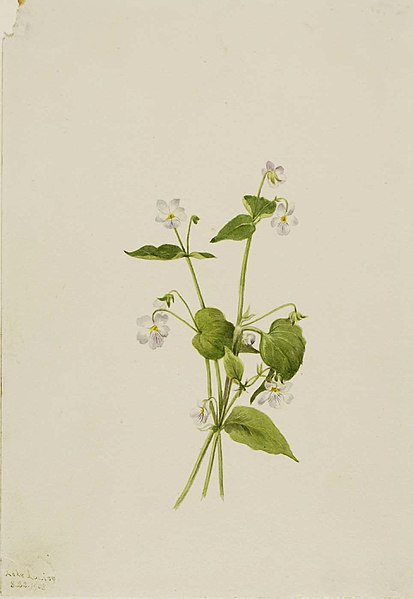 File:Mary Vaux Walcott - Canada Violet (Viola canadensis) - 1970.355.684 - Smithsonian American Art Museum.jpg