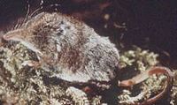 A living Sorex, or long-tailed shrew MaskedShrew23.jpg