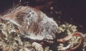 Cinereus Shrew