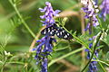 English: Nine-spotted moth (Amata phegea) sitting on tufted vetch (Vicia cracca). Photo taken in the nature park Velký Kosíř. Čeština: Běloskvrnáč pampeliškový (Amata phegea) sedící na vikvi ptačí (Vicia cracca). Fotografie pořízena v přírodním parku Velký Kosíř.