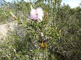 <i>Melaleuca striata</i> Species of flowering plant