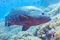 * Nomination Dusky grouper (Epinephelus marginatus), Cabo de Palos, Spain --Poco a poco 05:14, 24 May 2023 (UTC) * Promotion  Support Good quality. --Ermell 05:52, 24 May 2023 (UTC)