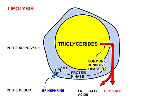 A diagrammatic illustration of the process of lipolysis (in a fat cell) induced by high epinephrine and low insulin levels in the blood. Epinephrine binds to a beta-adrenergic receptor in the cell membrane of the adipocyte, which causes cAMP to be generated inside the cell. The cAMP activates a protein kinase, which phosphorylates and thus, in turn, activates a hormone-sensitive lipase in the fat cell. This lipase cleaves free fatty acids from their attachment to glycerol in the fat stored in the fat droplet of the adipocyte. The free fatty acids and glycerol are then released into the blood. However more recent studies have shown that adipose triglyceride lipase has to first convert triacylglycerides to diacylglycerides, and that hormone-sensitive lipase converts the diacylglycerides to monoglycerides and free fatty acids. Monoglycerides are hydrolyzed by monoglyceride lipase.[3]  The activity of hormone sensitive lipase is regulated by the circulation hormones insulin, glucagon, norepinephrine, and epinephrine, as shown in the diagram.