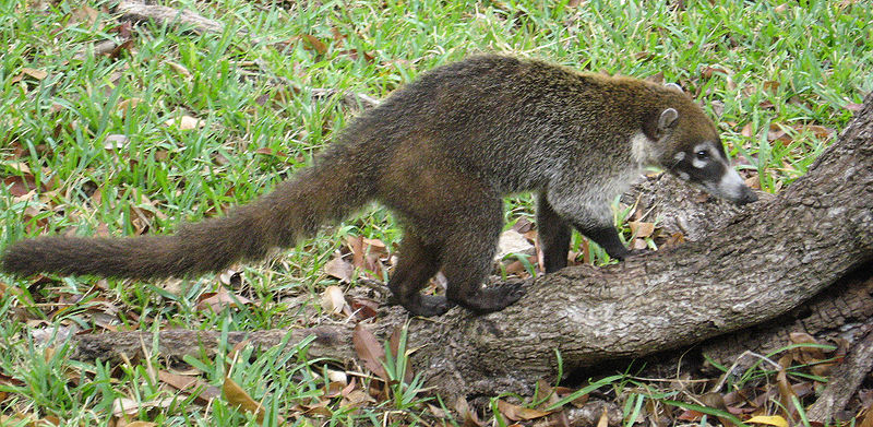 File:MexicanCoati2.jpg