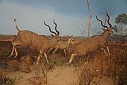 Wooded Savanna: Greater Kudu