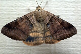 <i>Mocis undata</i> Species of moth