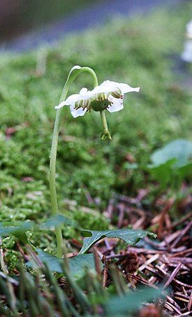 Tähtitalvikki (Moneses uniflora)