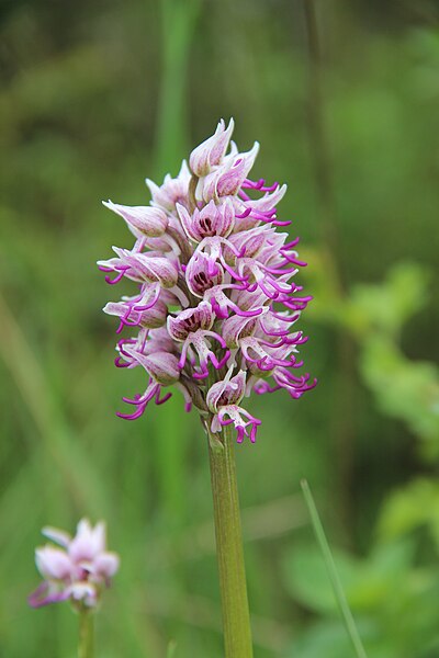 File:Monkey orchid - Orchis simia - panoramio (12).jpg