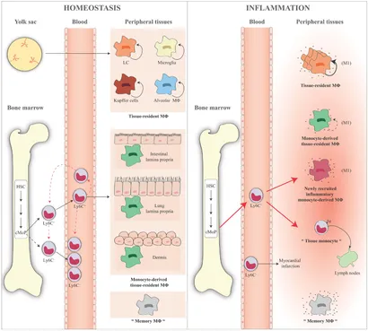 Fichier:Monocyte and macrophage populations in homeostasis and inflammation.webp