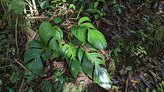 <i>Monstera monteverdensis</i> Species of flowering plant