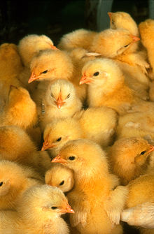 Chicks of different sexes can appear quite similar. More chicks.jpg