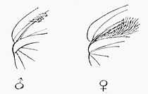 Fig 3.Connecting Bristle and Catch.