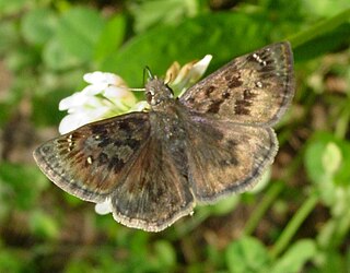 <i>Erynnis martialis</i> Endangered species of butterfly